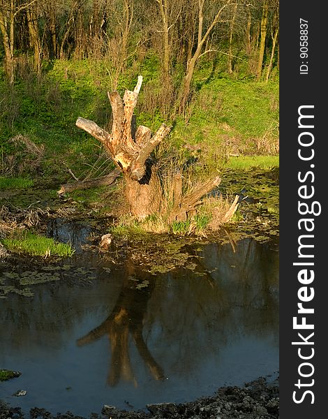 In troubled waters reflection of a dry dead-wood