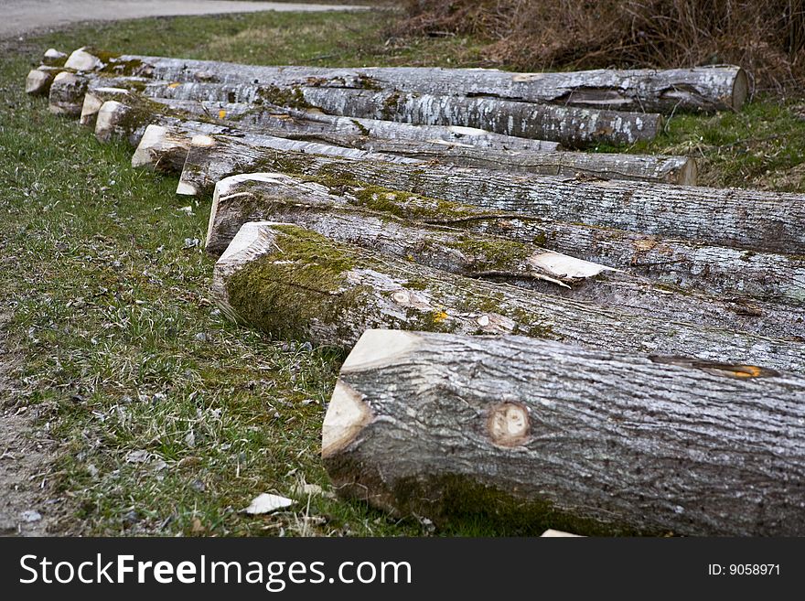 Cutting trees in a forest. Cutting trees in a forest