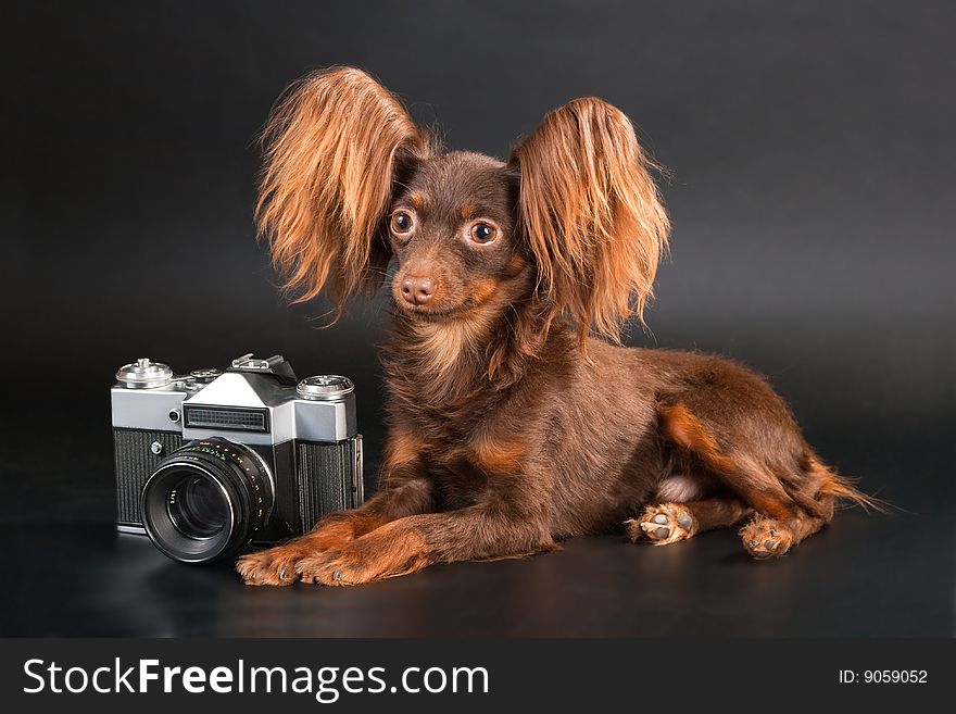 Pedigree dog of Moscow long-haired toy terrier, lying on black background near old camera. Pedigree dog of Moscow long-haired toy terrier, lying on black background near old camera.