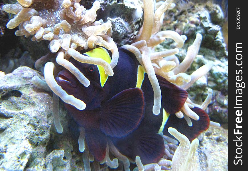 Off the coast of taveuni, fiji, a spinecheek anemonefish relaxes w/ anemone host;. Off the coast of taveuni, fiji, a spinecheek anemonefish relaxes w/ anemone host;