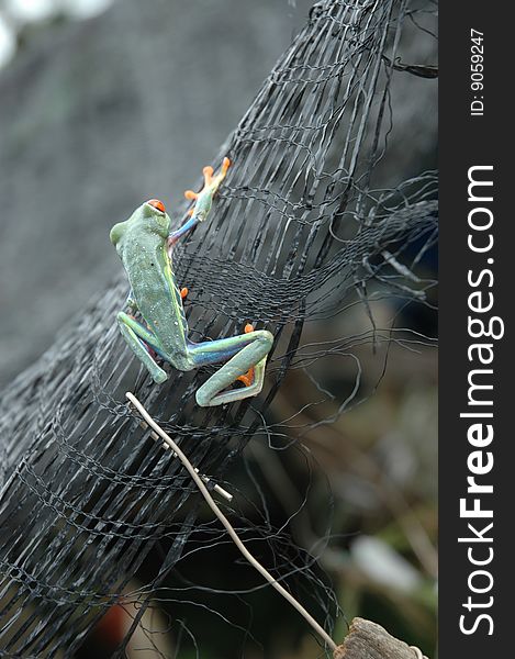 A frog climbing on a net