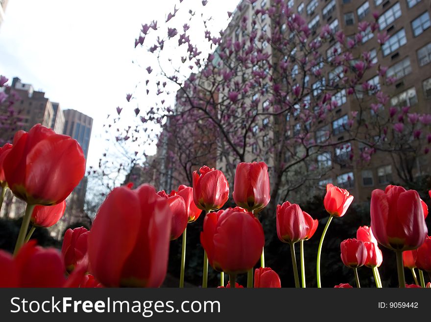 Red and Yellow tulip Flowers in city park. Red and Yellow tulip Flowers in city park