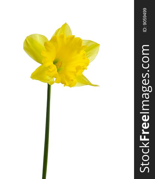 Yellow Daffodil on white background with long stem and in full bloom