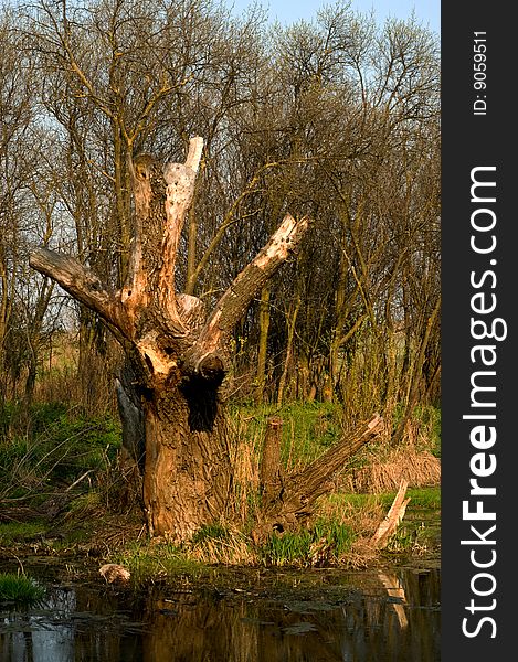 In troubled waters reflection of a dry dead-wood