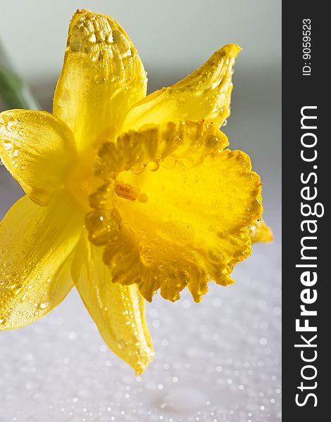 Yellow Daffodil on white background with long stem and in full bloom