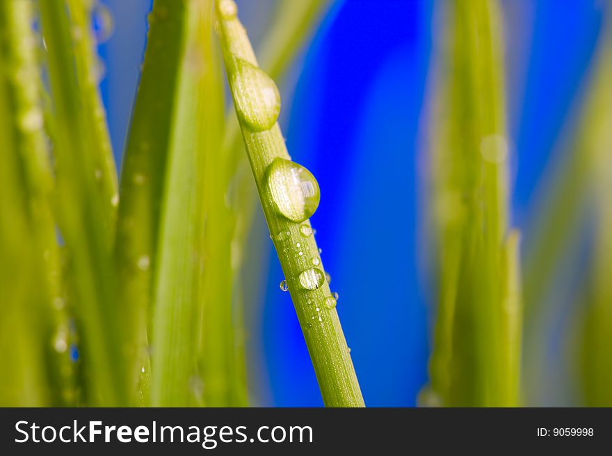 Water drop on a green grass