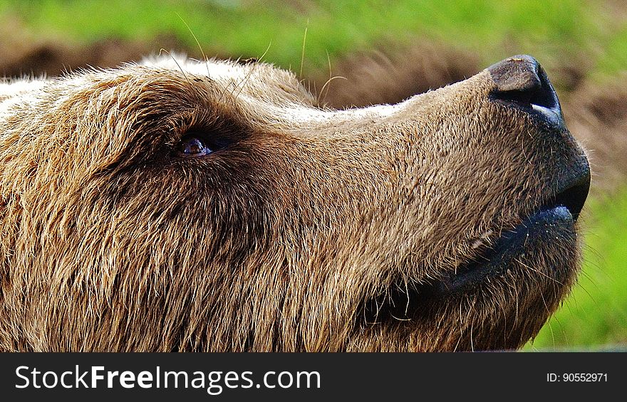 A close up of a brown bear looking up.