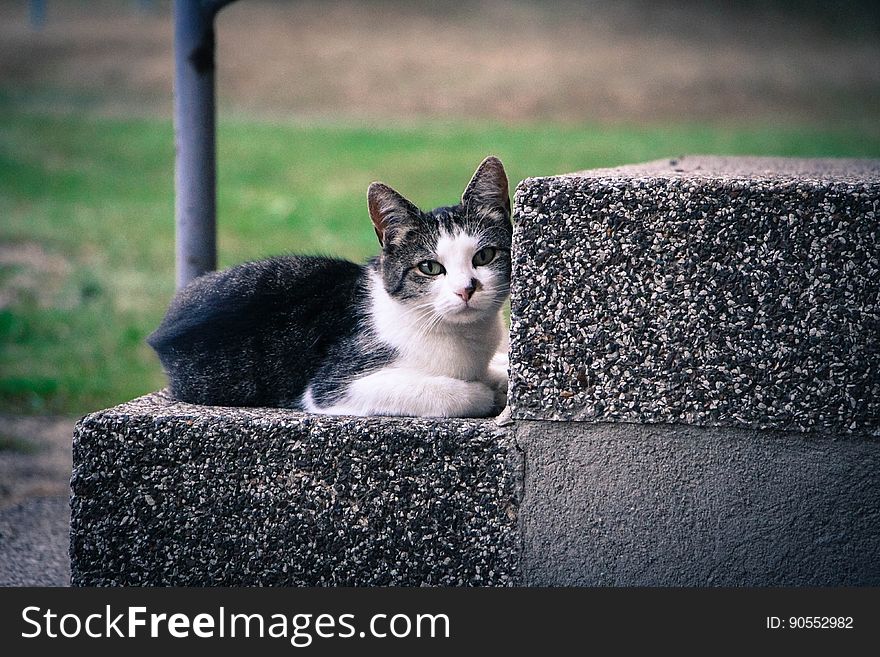 Black and White Kitten Lying on Gray Concrete Stair