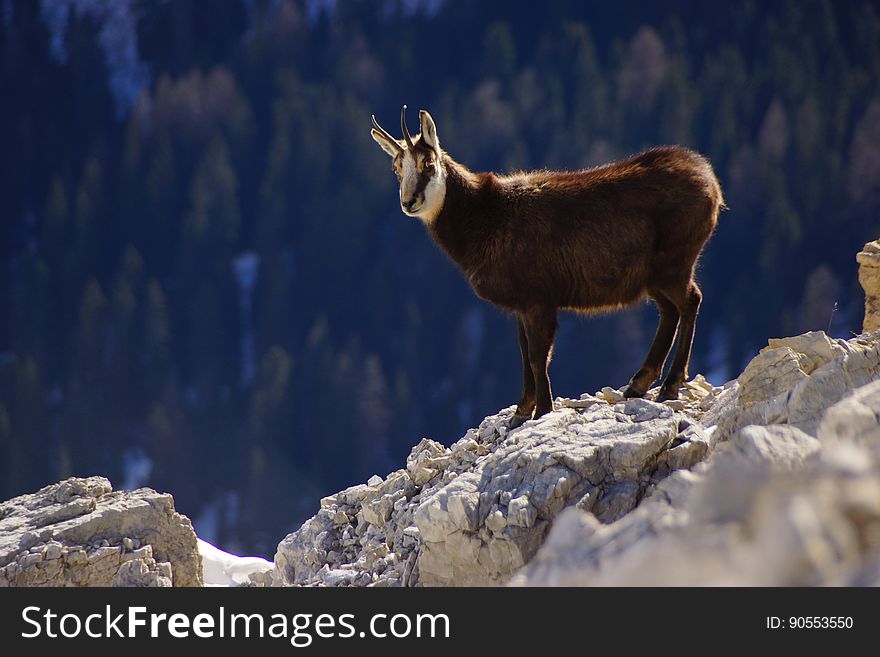 A mountain goat standing on a rock on the slope of a mountain.
