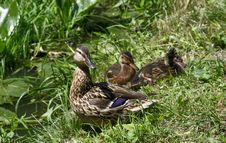 Mallard Duck With Ducklings Stock Image
