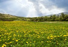Beautiful Field Of Dandelions Royalty Free Stock Photos Beautiful Field Of Dandelions Royalty Free Stock Photos