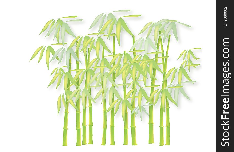 Bamboo