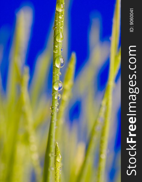 Water drop on a green grass