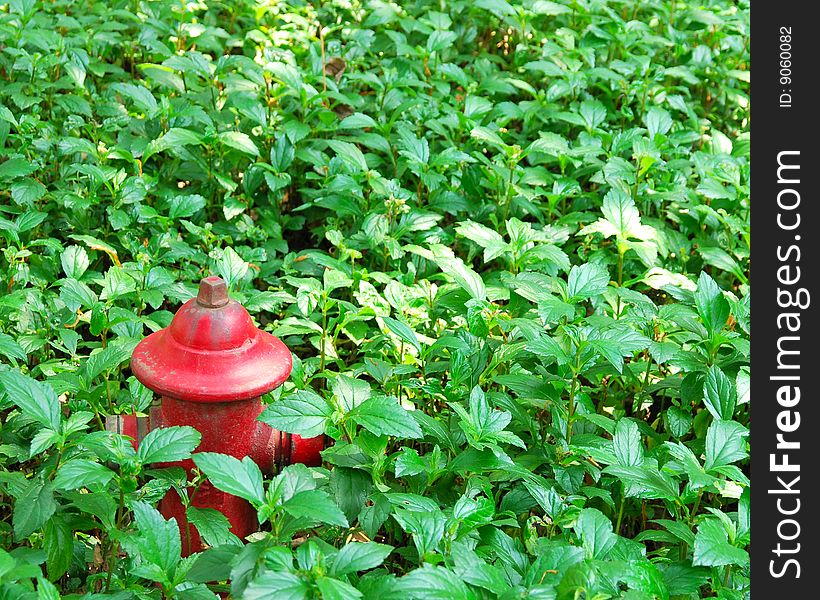 A red extinguisher stands in the grass