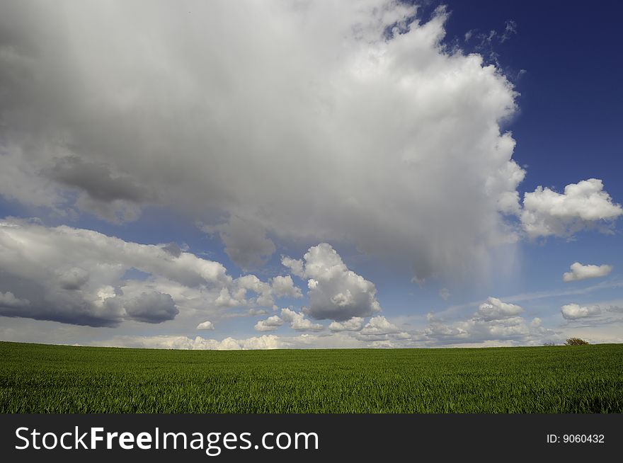 Green field and white clouds. Green field and white clouds