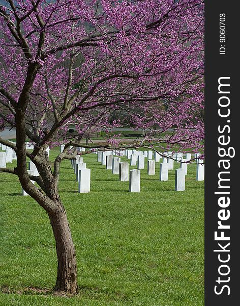 Redbud At Veterans Cemetery