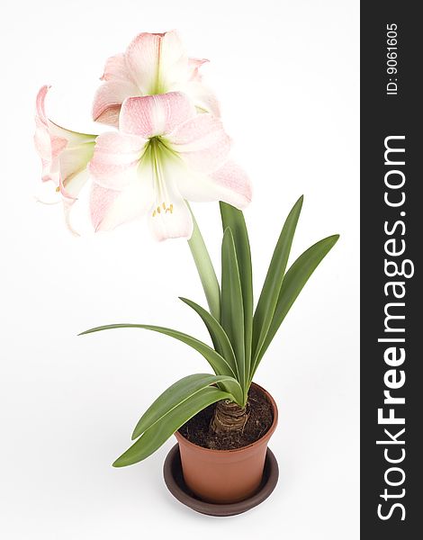 Beautiful pink flower in a pot ona white background