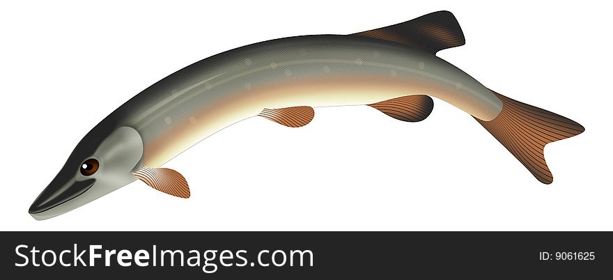 Pike fish illustration label artwork