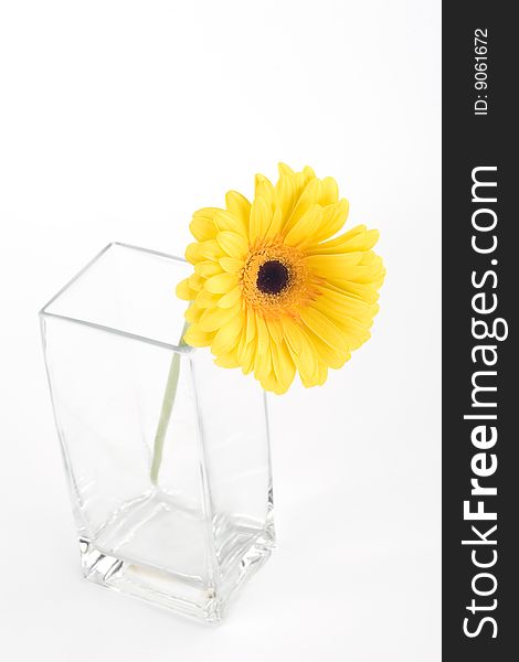 Yellow gerbera in a vase on a white background