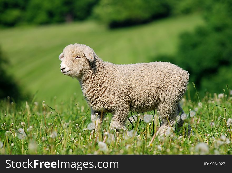 Young baby sheep is symbol of the spring