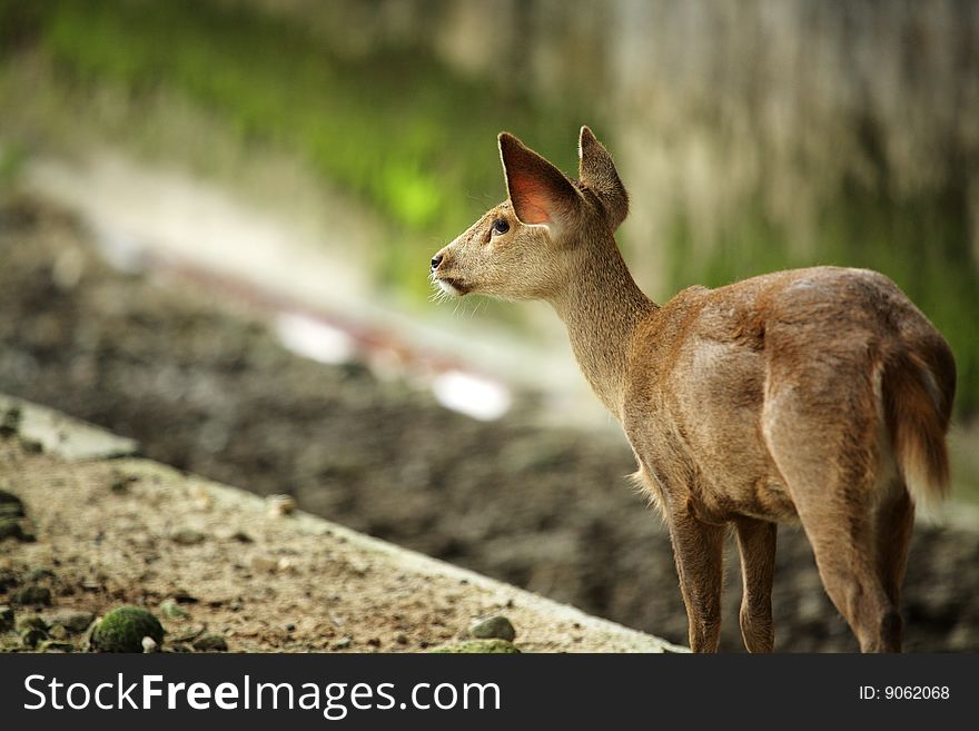 A deer in captive at the National Zoo, Malaysia. A deer in captive at the National Zoo, Malaysia