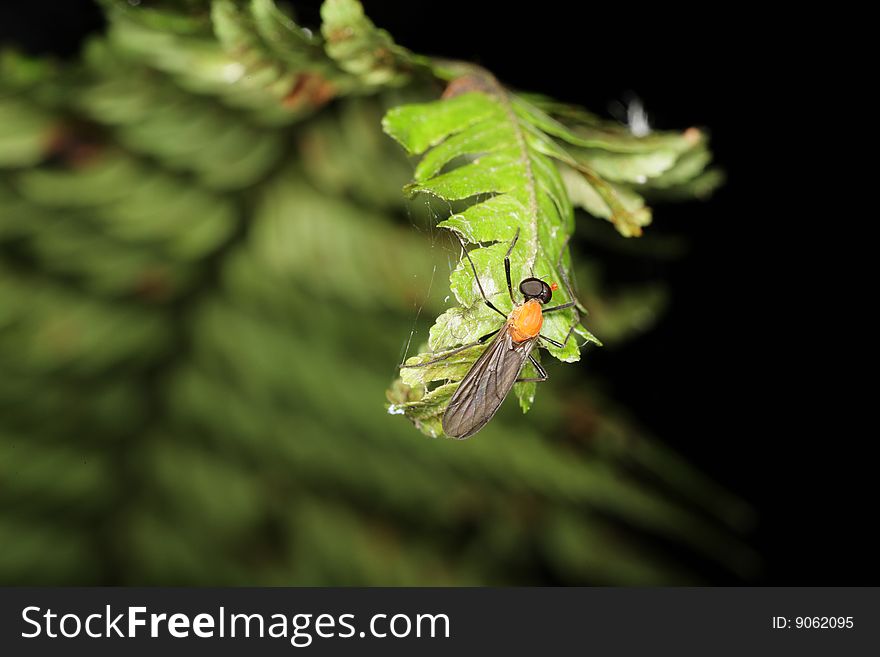 Macro of a soldier fly