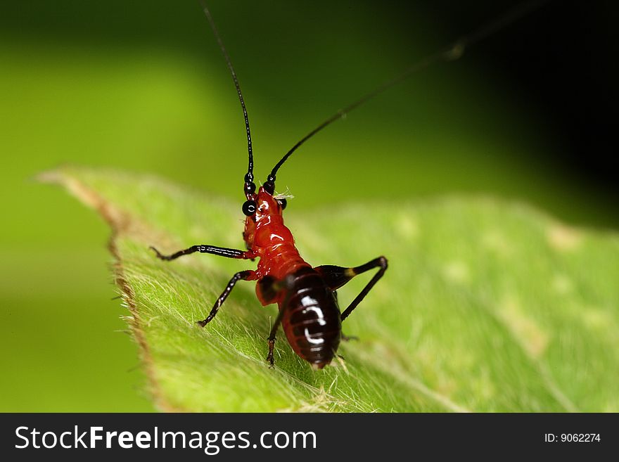 Macro Of Red And Black Grasshopper