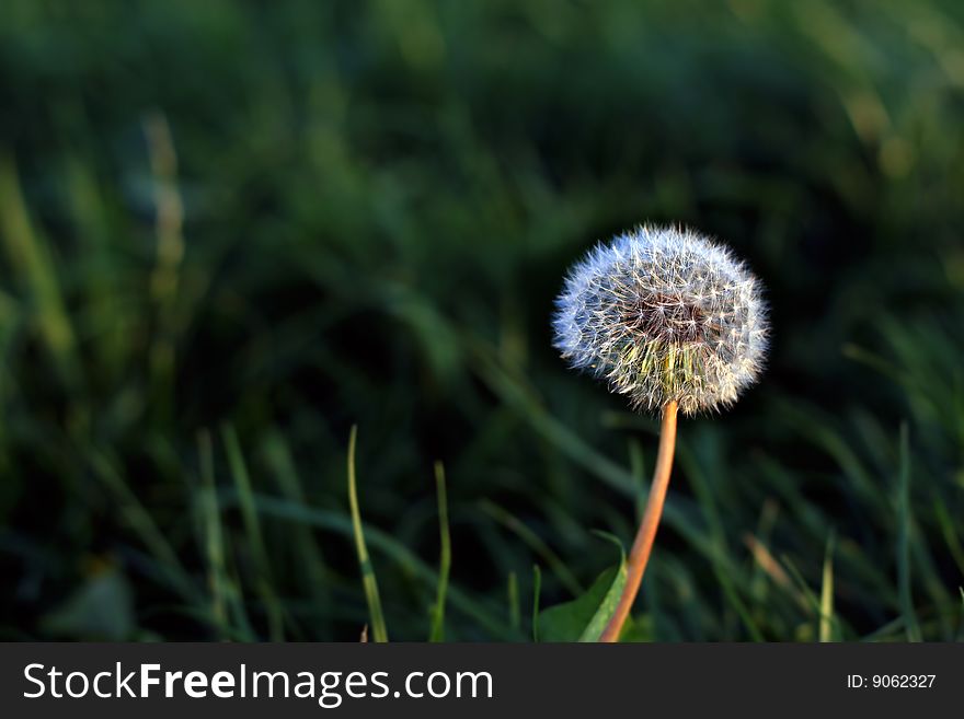 A dandelion over green grass