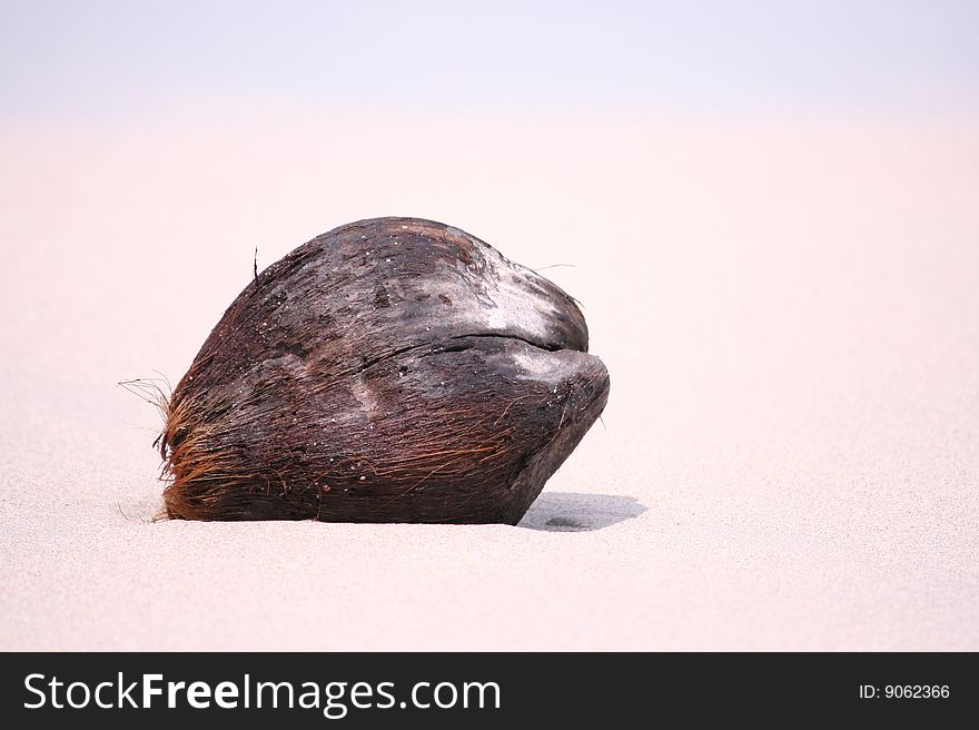 Beached Coconut