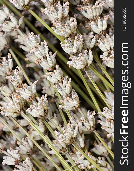 A bunch of dried lavender