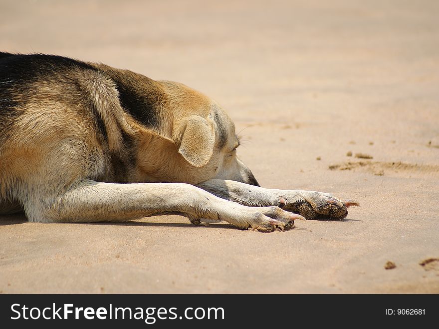 Lazy dog on beach