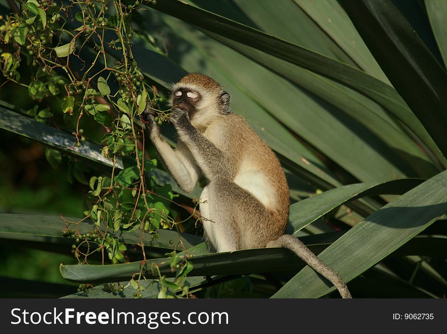 Green monkey eating vegetable in Shanzu Kenya