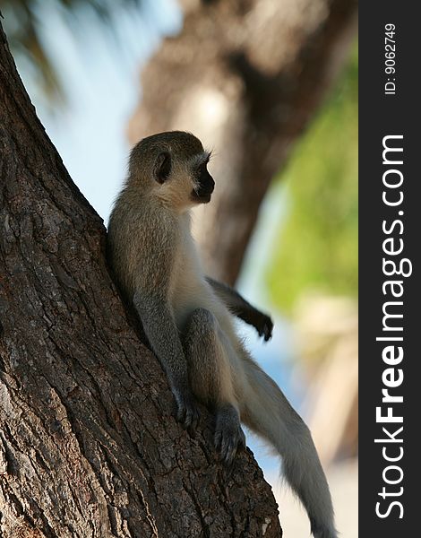 Green monkey over the tree in Shanzu Kenya. Green monkey over the tree in Shanzu Kenya