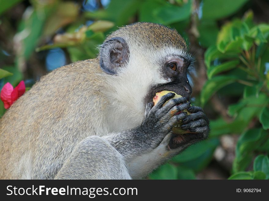 Green monkey eating passion fruit in Shanzu Kenya. Green monkey eating passion fruit in Shanzu Kenya