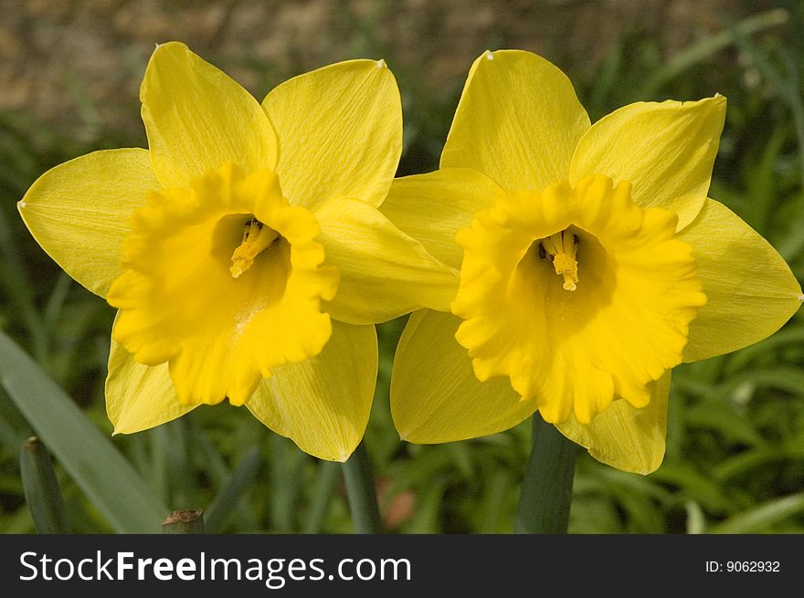 Jonquil (Narcissus pseudonarcissus) by the stone wall in the garden. Jonquil (Narcissus pseudonarcissus) by the stone wall in the garden