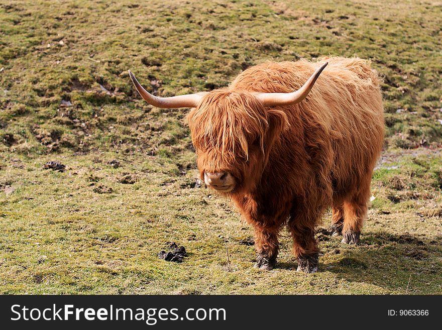 Highland Cattle on Meadow