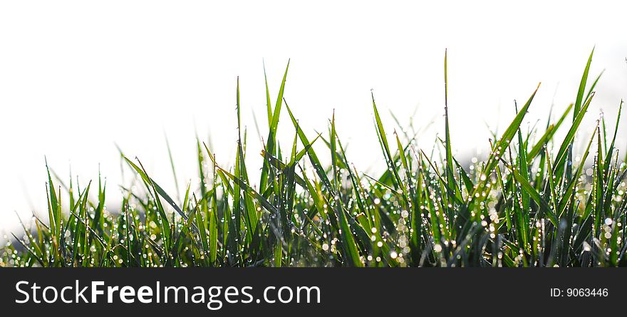 Close up shot of grass with dew