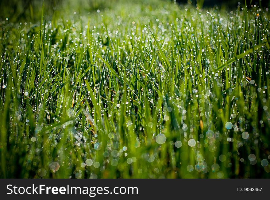 Grass With Dew