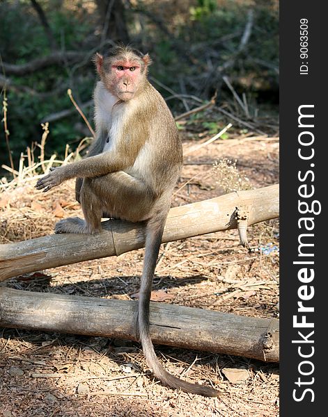 Macaque Monkey Sitting On Tree Trunk