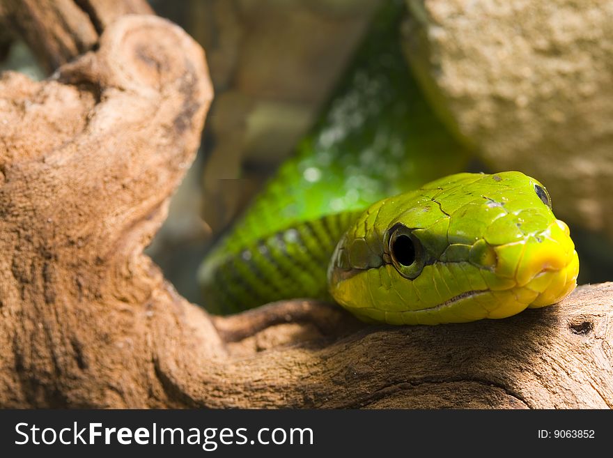 Red Tailed Racer (Gonyosoma oxycephala) - detail of head