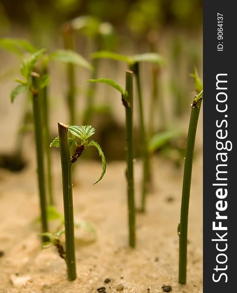 Green plants background with shallow field of focus