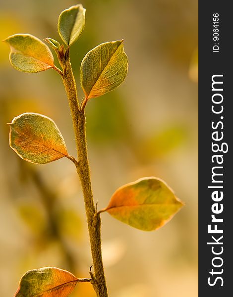 Green plants background with shallow field of focus