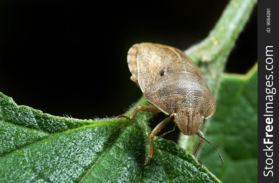 Bedbug sits on a plant on black background