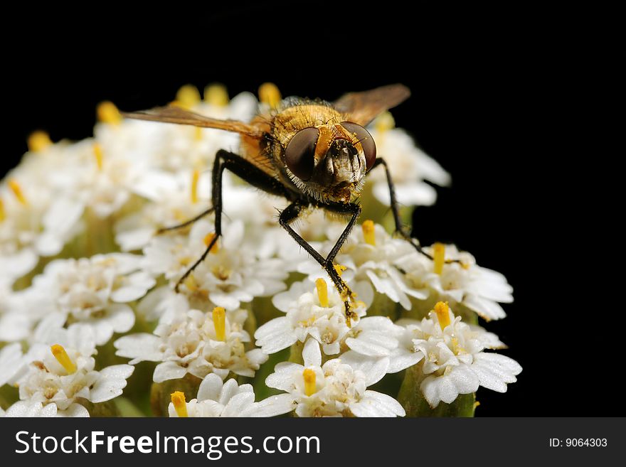 The fly on white small flowers on black background