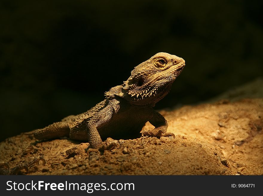Young iguana on black background. Young iguana on black background