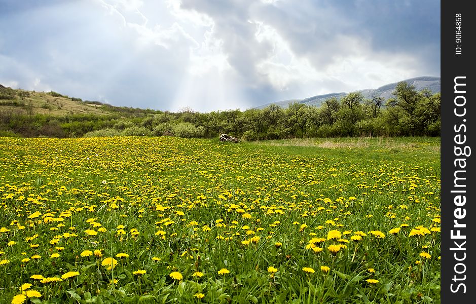 Beautiful Field Of Dandelions