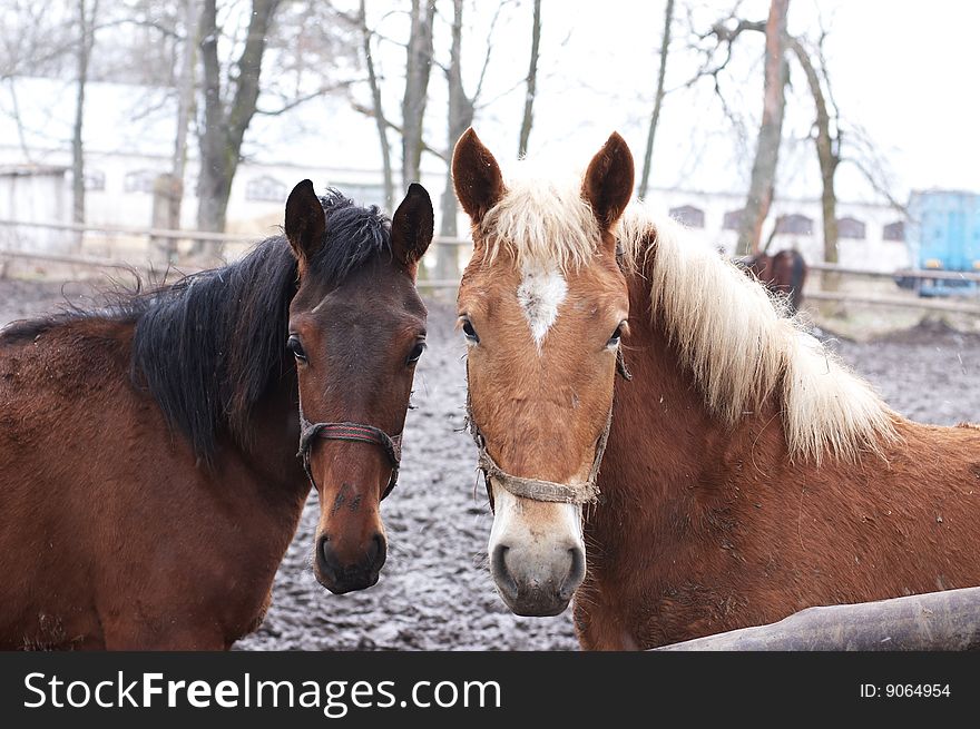 Two horses in outdoor enclosure