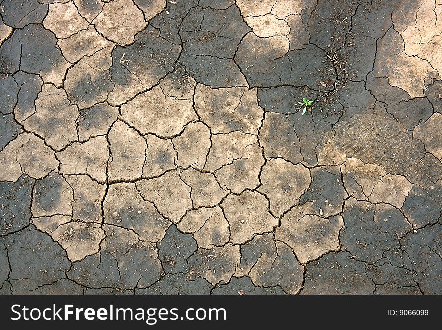 Dry soil background with cracks, with overpunching herb