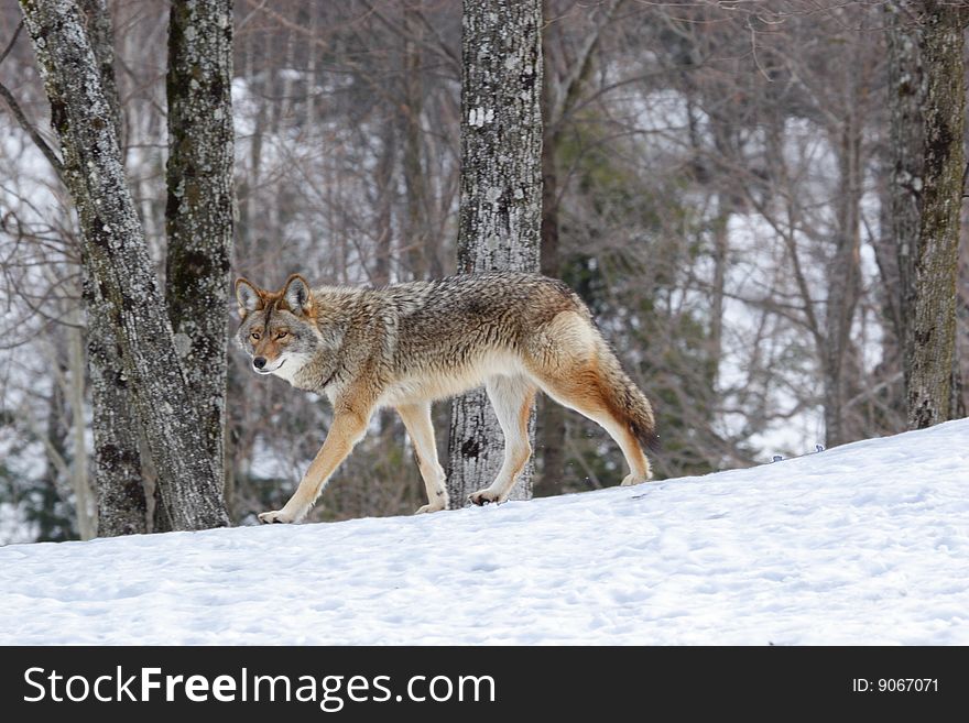 The coyote Canis latrans is one of the seven representatives of the Canidae family found in Canada. Other members of the family are the wolf, red fox, arctic fox, grey fox, swift fox, and dog. This photo was taken in Omega Park of Quebec.