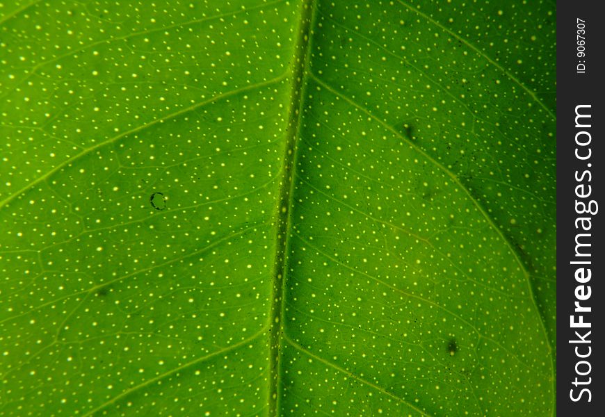 Green sheet with vein